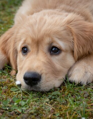 Kings Bromley Dog Show